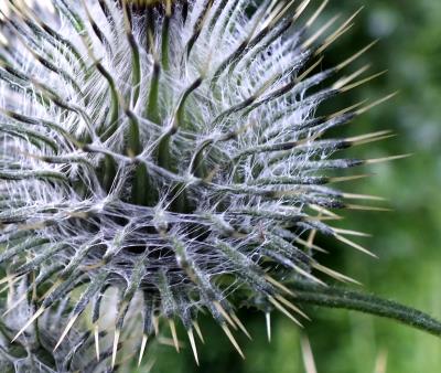 THISTLE HEAD 3.jpg